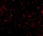 MD-2 Antibody [9F1B1] 